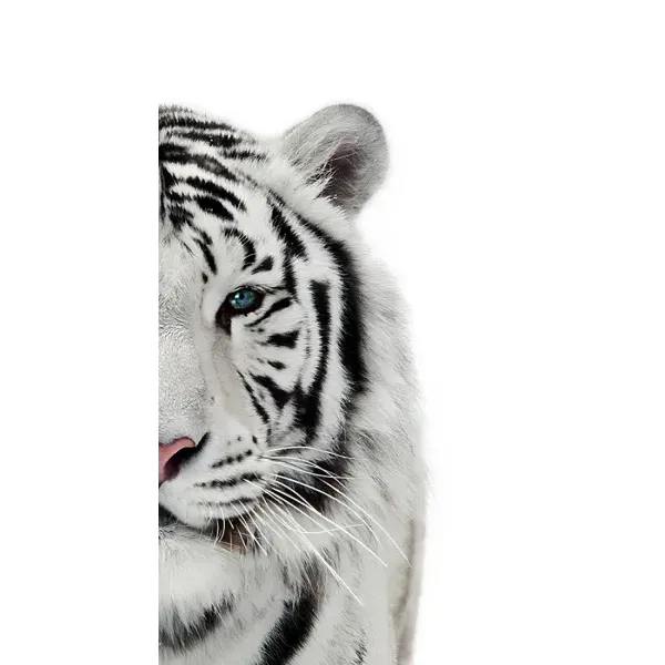 Чехол с принтом «Белый Тигр» для iPhone 14 Plus