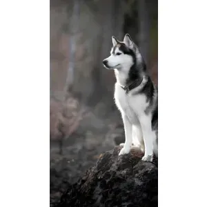 Чохол з Хаскі iPhone 14 Plus - (AlphaPrint) (Вірний собака)