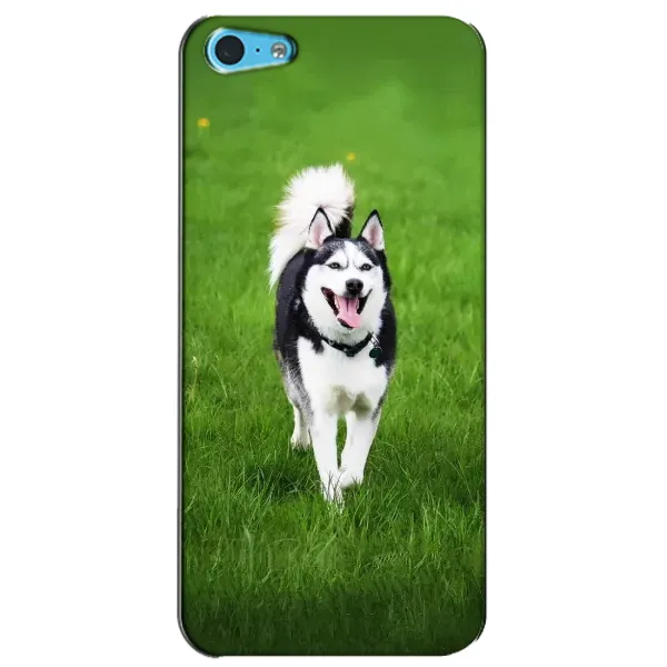 Чехол с принтом «Радостный Хаски» для iPhone 5c