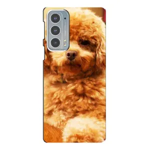 Чохли з собаками для Motorola Edge 20 (VPrint) (Цуценя Бішон)