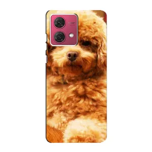 Чехлы с собаками для Motorola MOTO G84 (VPrint) (Щенок Бишон)