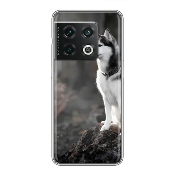 Чохол з принтом «Вірний собака» для OnePlus 10 Pro
