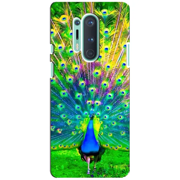 Чохол з принтом «Яскравий Павлин» для OnePlus 8 Pro