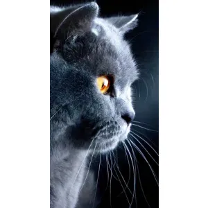 Чехлы с Котиками для OnePlus 9RT (VPrint) (Серый Кот)
