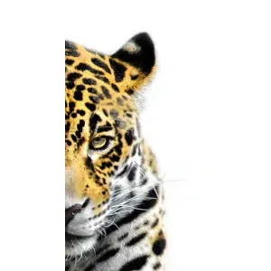 Чехлы с картинками животных Oppo Reno7 4G (Леопард)