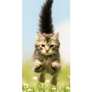 Чехлы с Котиками для Xiaomi 11T / 11T Pro (VPrint) (Прыжок кота)